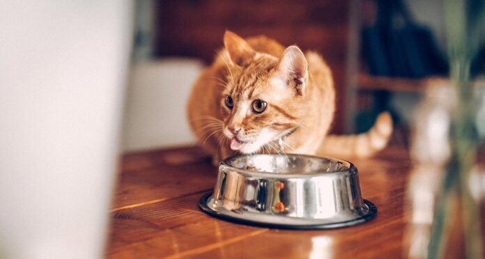 A Complete Guide to Selecting the Best Food for Your Cat