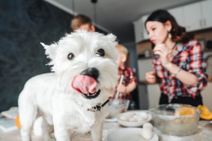 A List of Foods To Avoid Giving To Your Pet