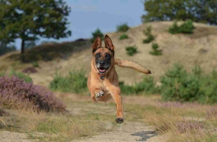 Ways To Calm Hyperactive Dogs